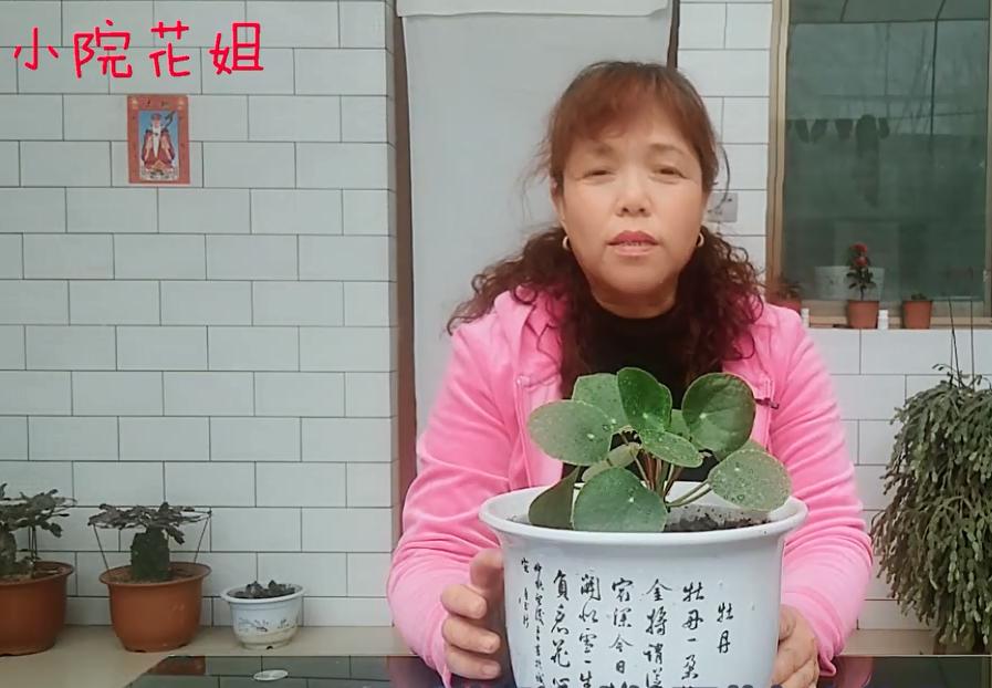 镜面草黄叶了该怎么办,镜面草叶子发黄打蔫怎么回事