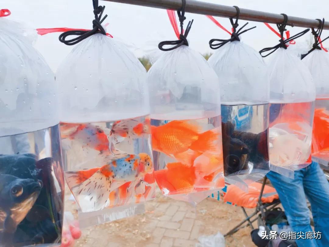 廊坊杨税务集市,在早市遇见久违的人间烟火气