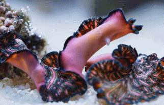 9.9恋爱游戏,9.9分恋爱番