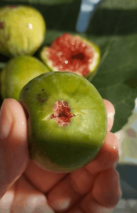 1看2捏3剥皮，妈，我终于会吃无花果了