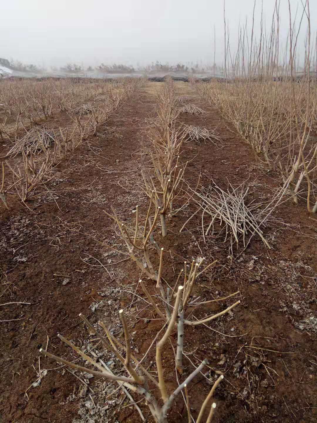 桑树春季修剪时间和方法,桑树施肥管理技术视频