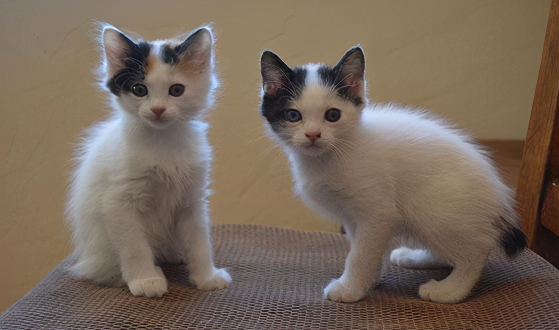 十种受欢迎的猫咪,6种最受欢迎的猫咪