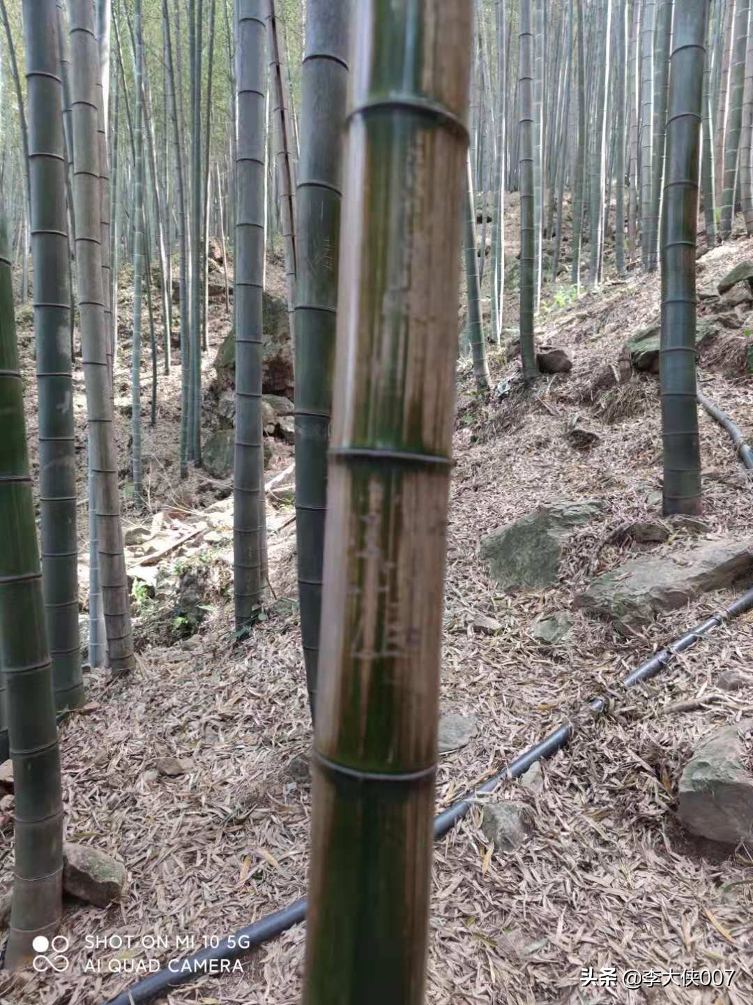 宜兴竹海游记,宜兴竹海攻略一日游自驾游