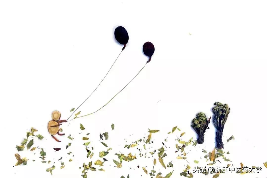 用镜头诉说中医药之美