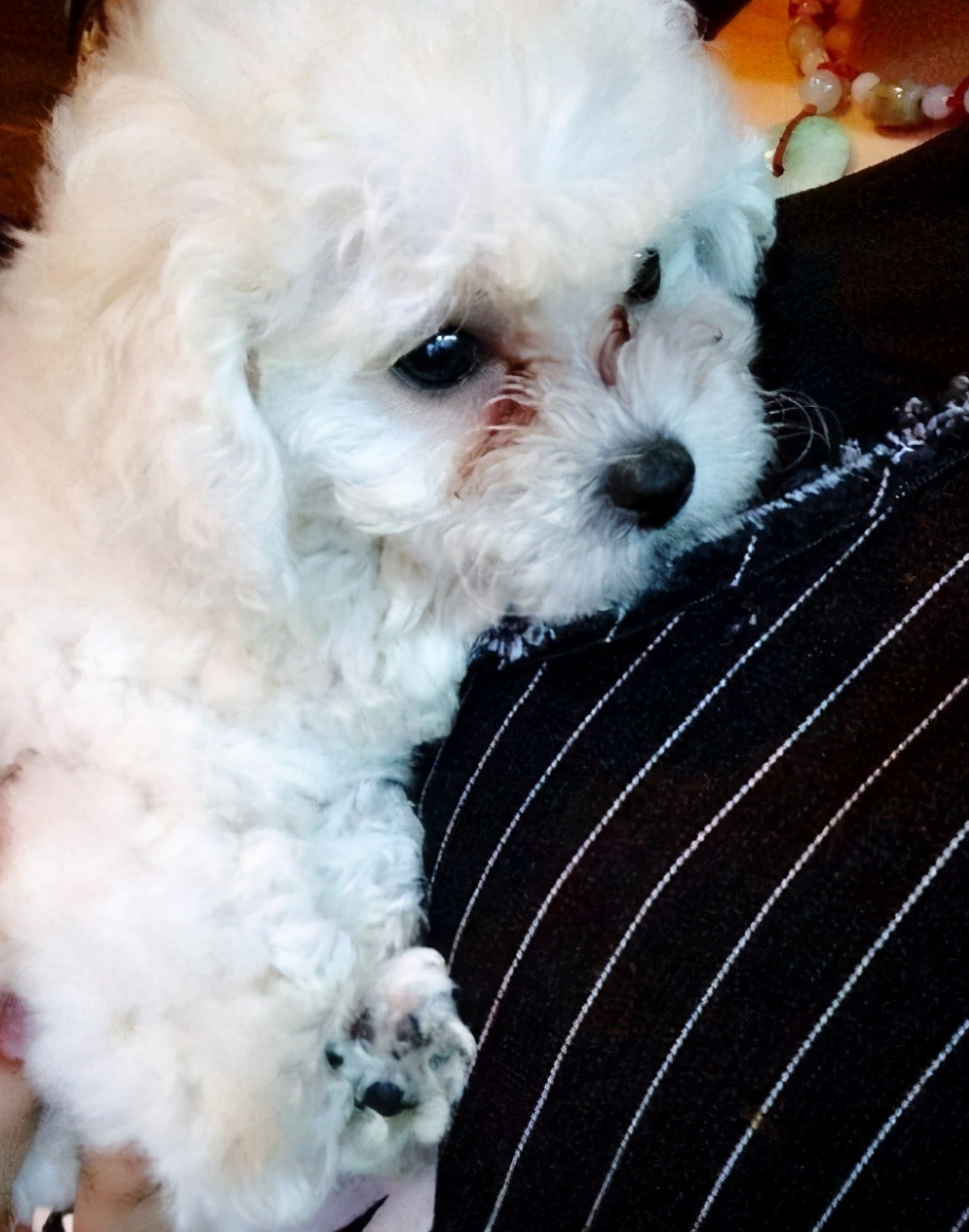 流浪的比熊犬在路边求救,比熊犬求救信号