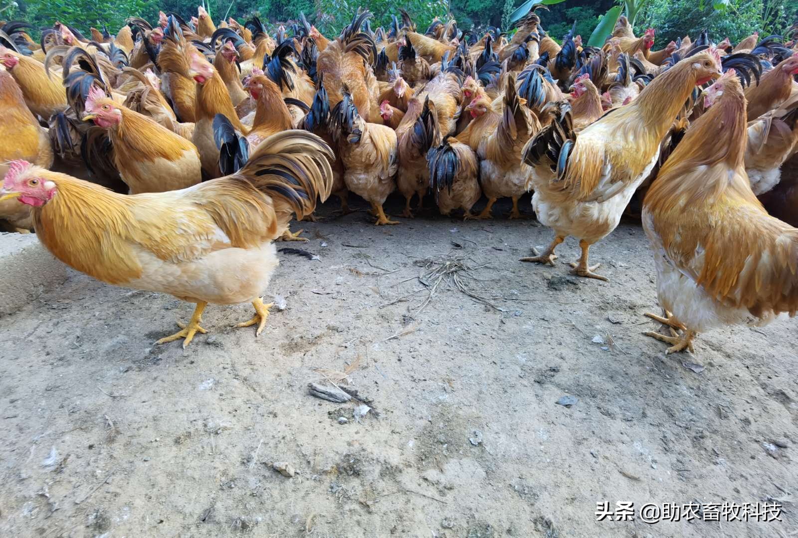 发酵饲料和全价饲料的优势,发酵饲料氨基酸含量高吗