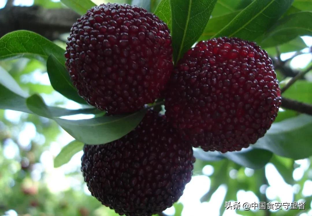 家里杨梅怎么储存,销售杨梅的保鲜储存方法