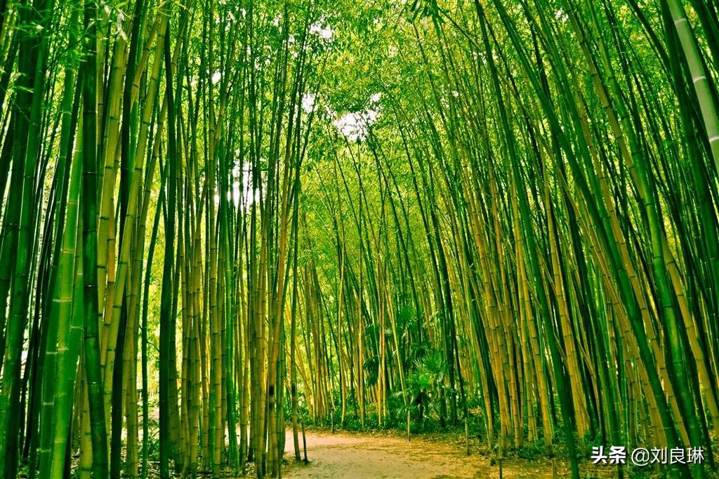 心愿七绝,心愿全部歌曲