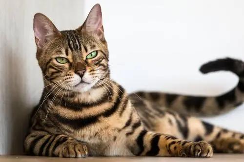 猫咪掉毛很烦恼给猫梳毛,哪些品种的猫咪不易掉毛又好看