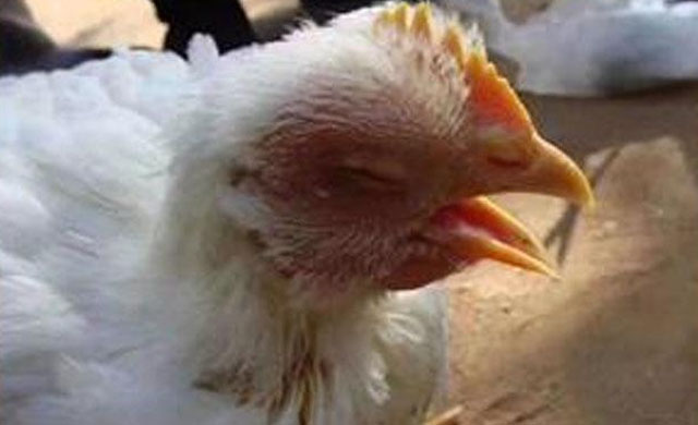 鸡伸颈张嘴呼吸怎么治？找准原因喂这些，养鸡人可以轻松防治