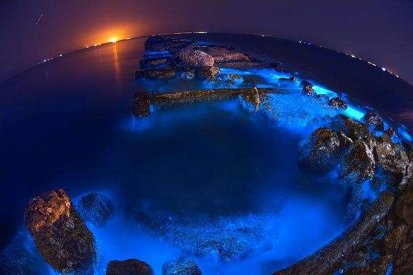 大连海域鱼类莫名大批死亡,大连海域出现鱼类死亡