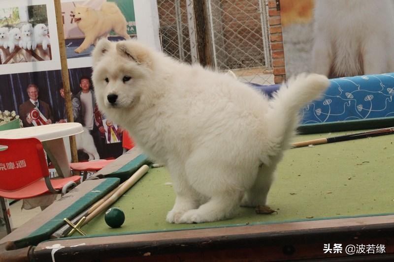 宠物萨摩耶怎么照顾好它,萨摩耶宠物怎么养成