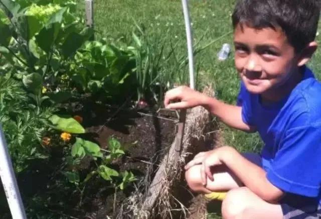 小型菜园怎么合理利用,1米菜园立体菜园