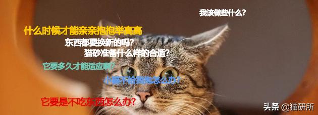 新猫到家不吃不喝怎么办,猫不吃不喝躲在角落