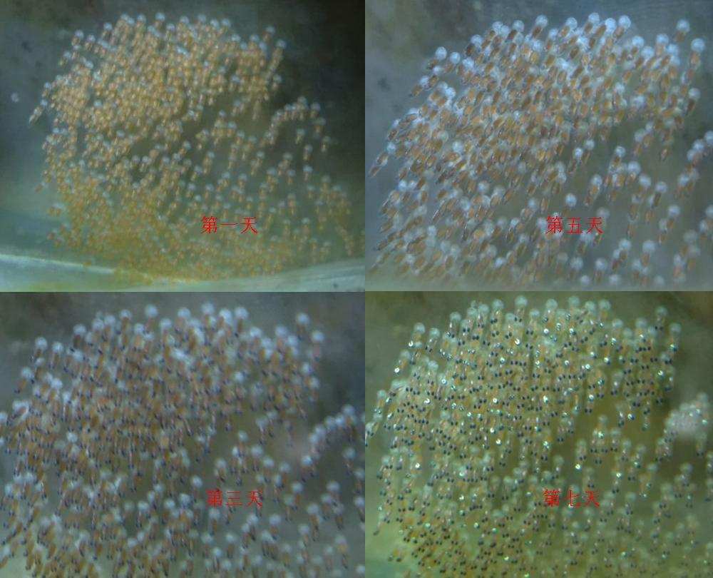 女性隐藏排卵期,人类的女性为什么要隐藏排卵期