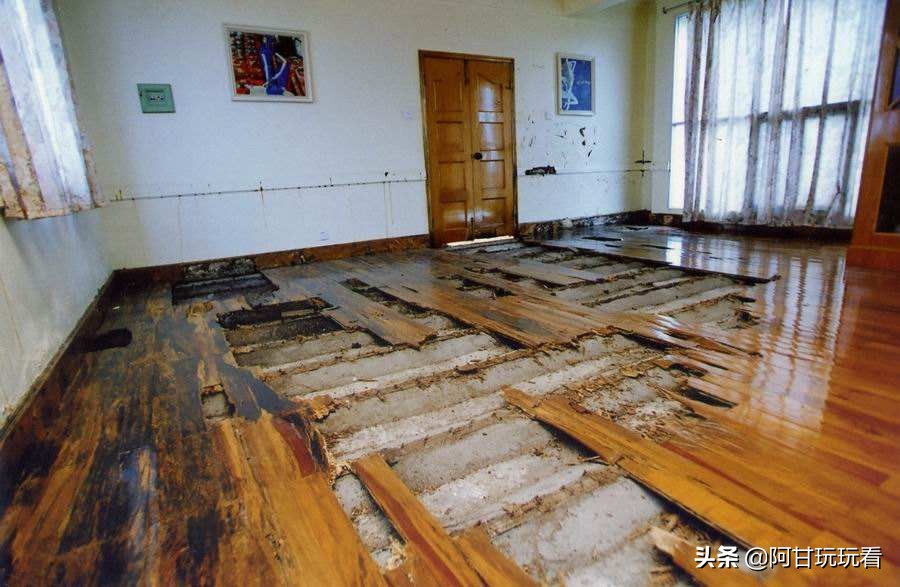 昆虫界无敌破坏王白蚁，我不光吃木头，我啥都吃