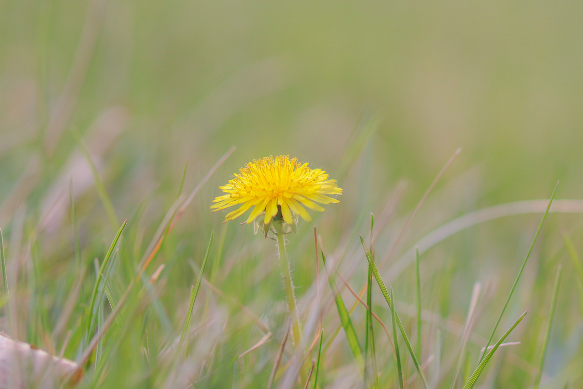 佳能canoneos200dii测评,佳能canoneos200dii单反相机