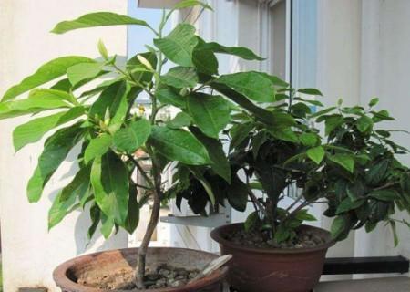 白兰花烂根治疗方法,白兰花烂根怎么办