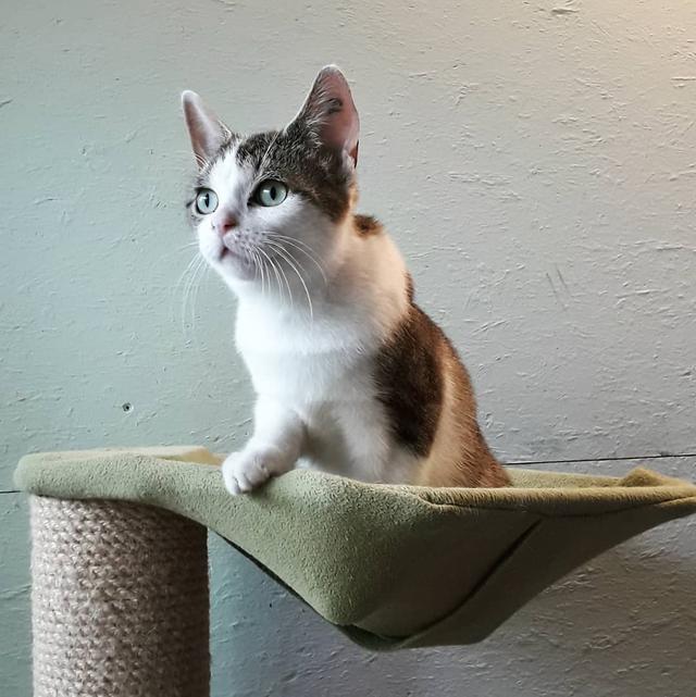 猫犯错了怎么管教它,打猫可以纠正猫的坏行为吗