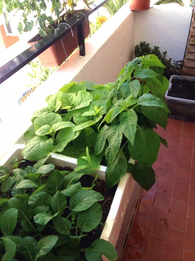 新手小阳台种菜哪些好种,新手阳台种菜怎么种得快