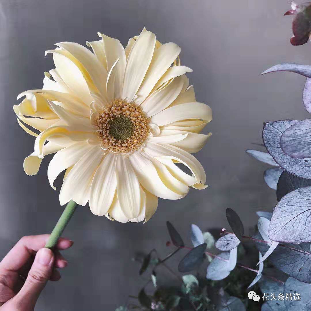 非洲菊到底怎么养护，这篇要收藏！