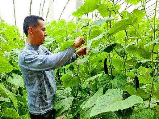 黄瓜结的果萎缩了是什么原因,黄瓜果实萎缩的原因