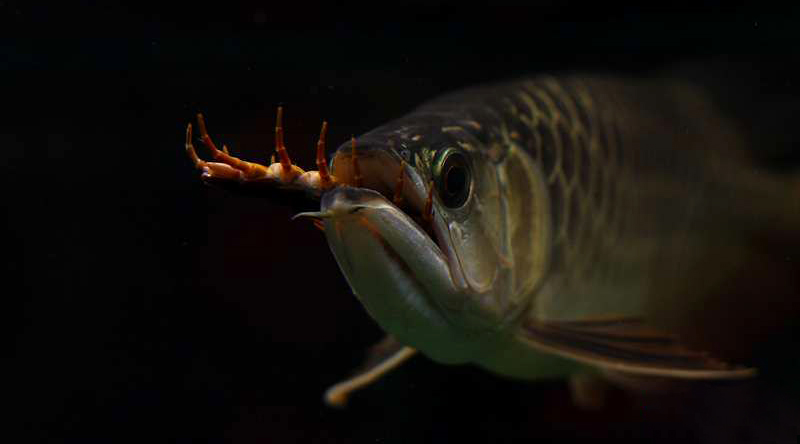 养了十年的龙鱼拒食怎么回事,养了半年龙鱼受到惊吓怎么解决