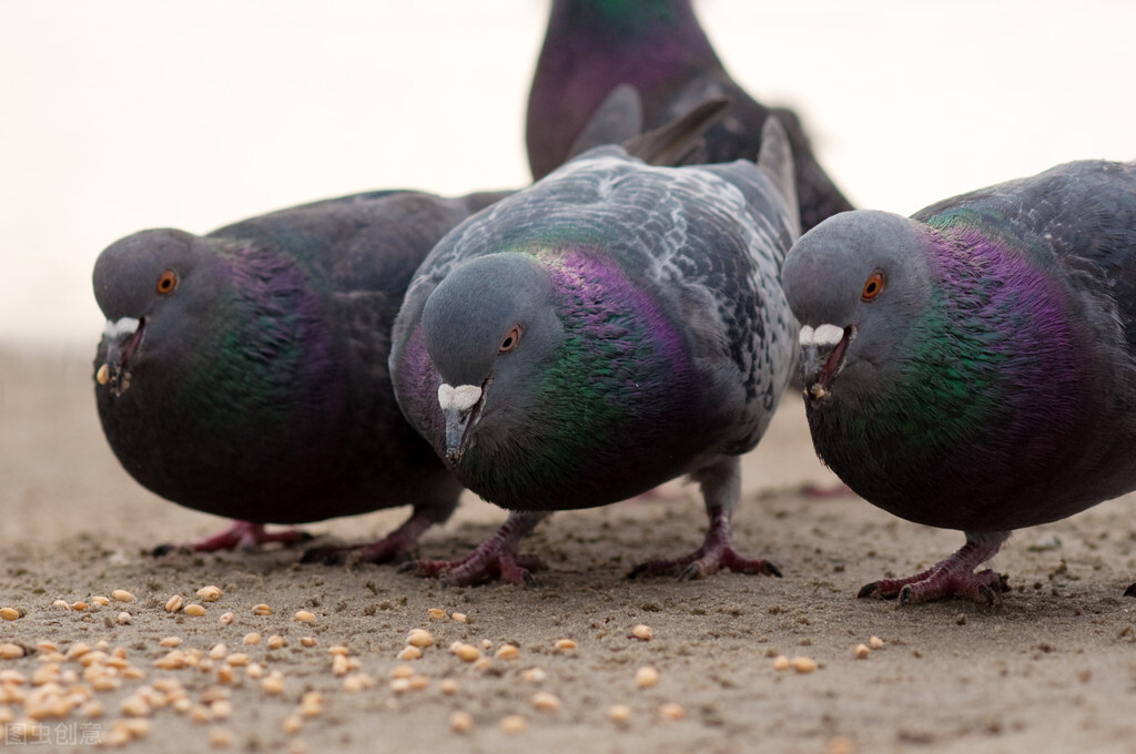 鸽子不吃食精神不振拉稀用什么药,鸽子拉稀喂一片土霉素