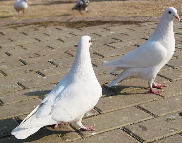 鸽子感冒了会引起什么症状,感冒喝鸽子会加重感冒吗