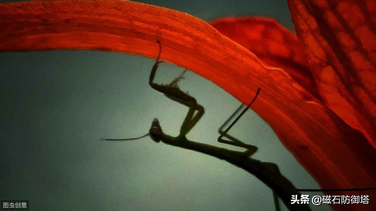 这个杀手不太冷里的人是谁,这个杀手不太冷里边的缉毒警