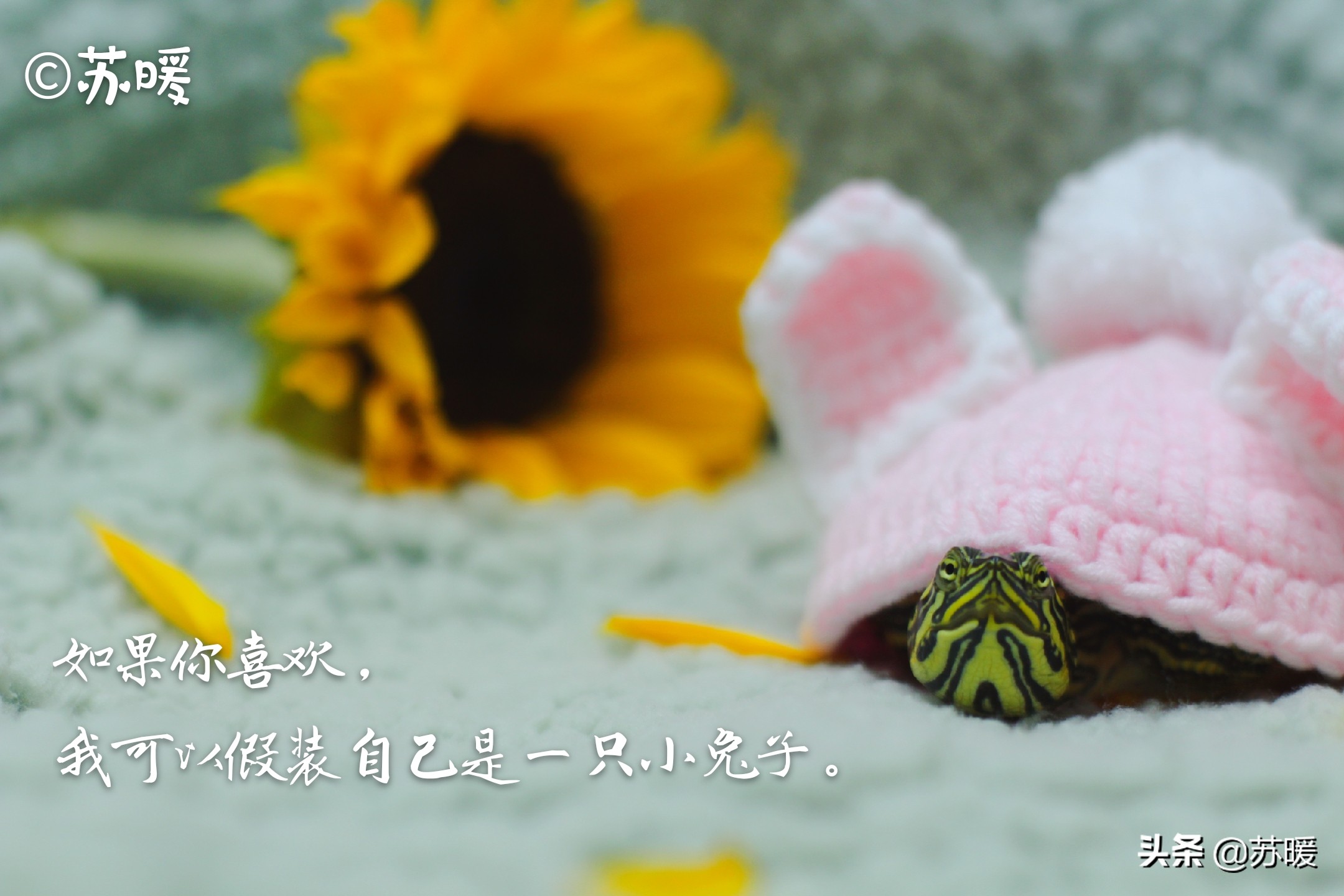 阿莫西林治疗乌龟腐皮,乌龟腐皮怎么治疗