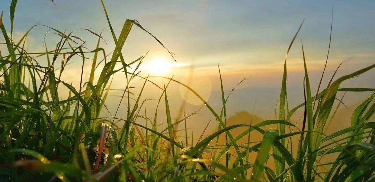 三伏是什么寓意,一年中有两中伏什么意思