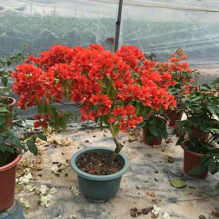 2021年大火的10个三角梅品种,图名并茂欢迎认领,看有无你喜欢的