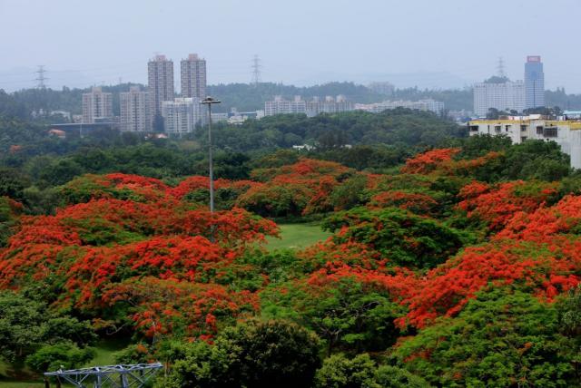 东湖公园树林,深圳东湖公园凤凰木