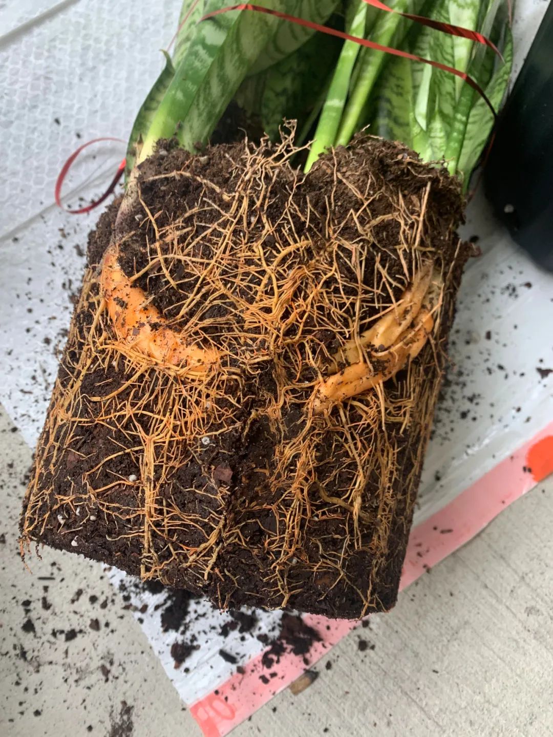 园土养君子兰,养花种菜哪种土最好