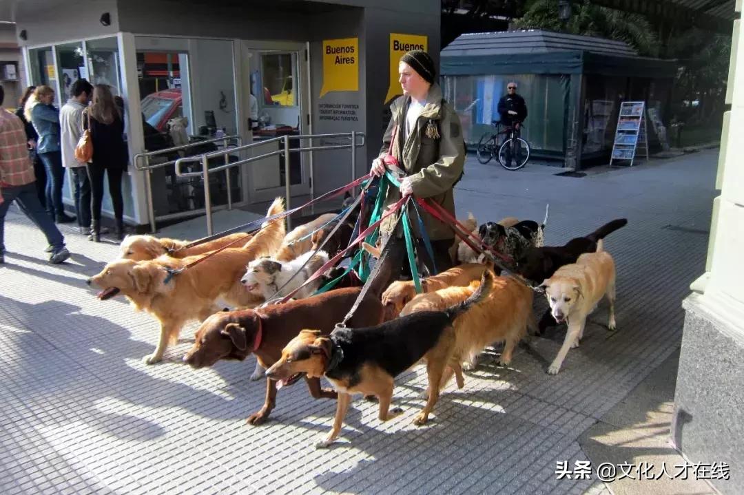 遛狗师年薪30万?剥虾师、收纳师……现在年轻人赚钱路子太野