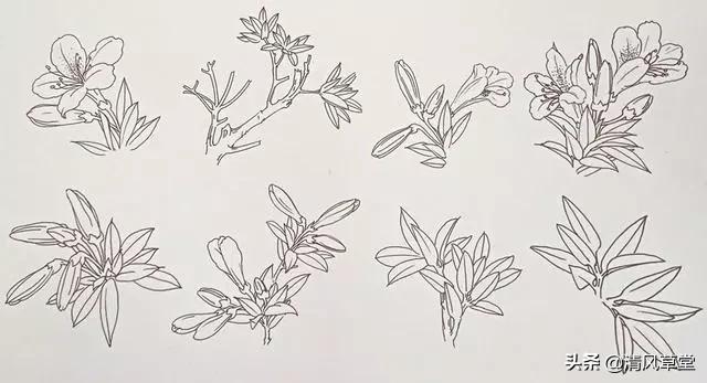 少儿国画花卉画法视频,各种花卉的100种画法