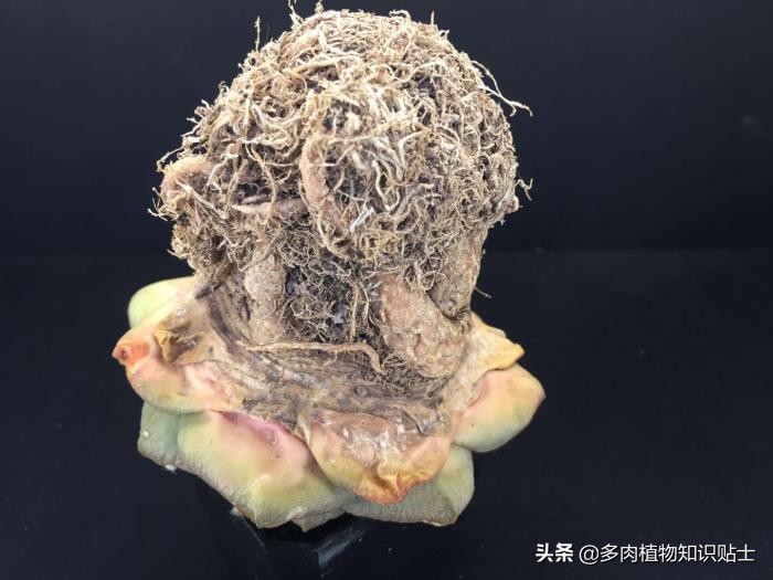 仙人掌什么情况下修根,怎么给仙人掌修形