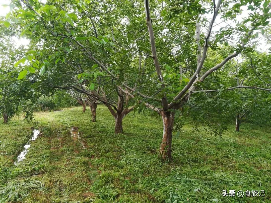 大凉山自然成熟的绿皮核桃,大凉山去青皮鲜核桃果肉饱满