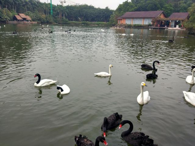 广州番禺区长隆野生动物世界缆车,广州旅游长隆野生动物世界