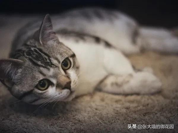 猫咪特别挑食吃得很少应该怎么办,关于猫咪不吃饭的原因分析