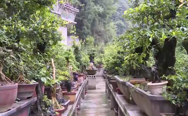 小伙创业直播卖货变成亿万富翁,临沂小伙花200元卖盆景