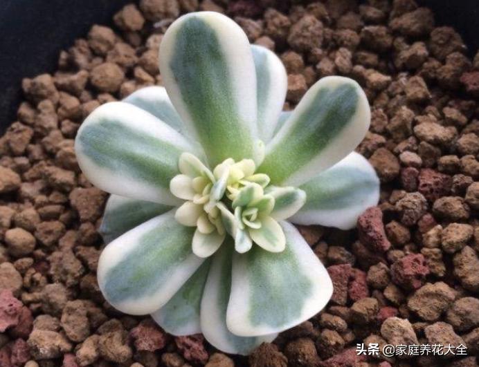 什么垃圾养花最好用又好看,垃圾桶种什么花最好