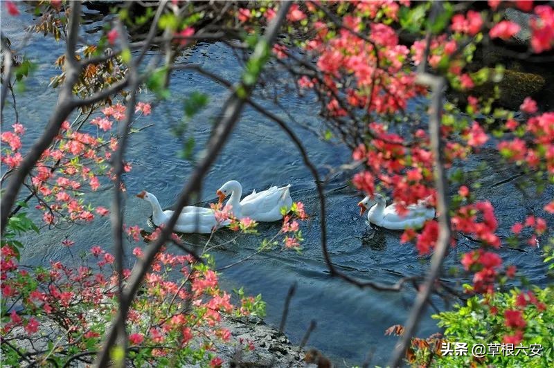 谢谢你来了全集,谢谢你医生