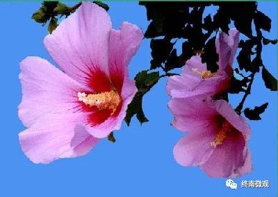 日本国花是什么花啊,全世界各国的国花是什么花