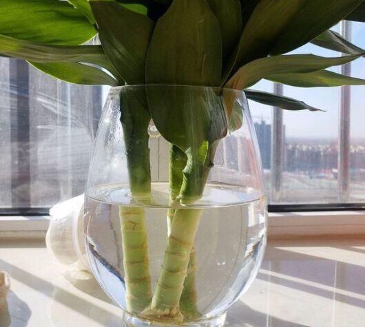 水培富贵竹黄叶怎么办？找准对策，根系壮，叶片多，绿油油