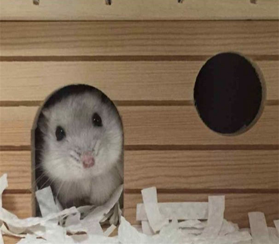 可伶仓鼠不慎骨折，不想事后诸葛亮，这四个预防措施很管用！