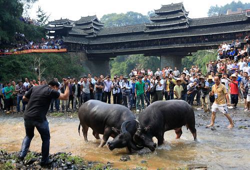 广西往年斗牛视频,广西斗牛比赛全集