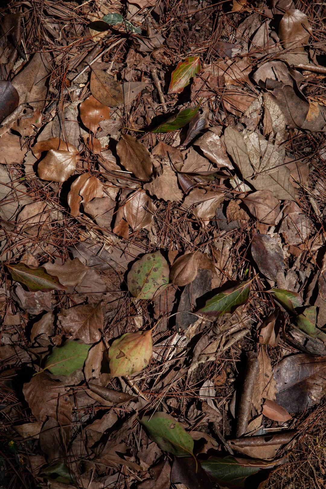 杭州凤凰山爬山最佳路线图,杭州百寿山景区