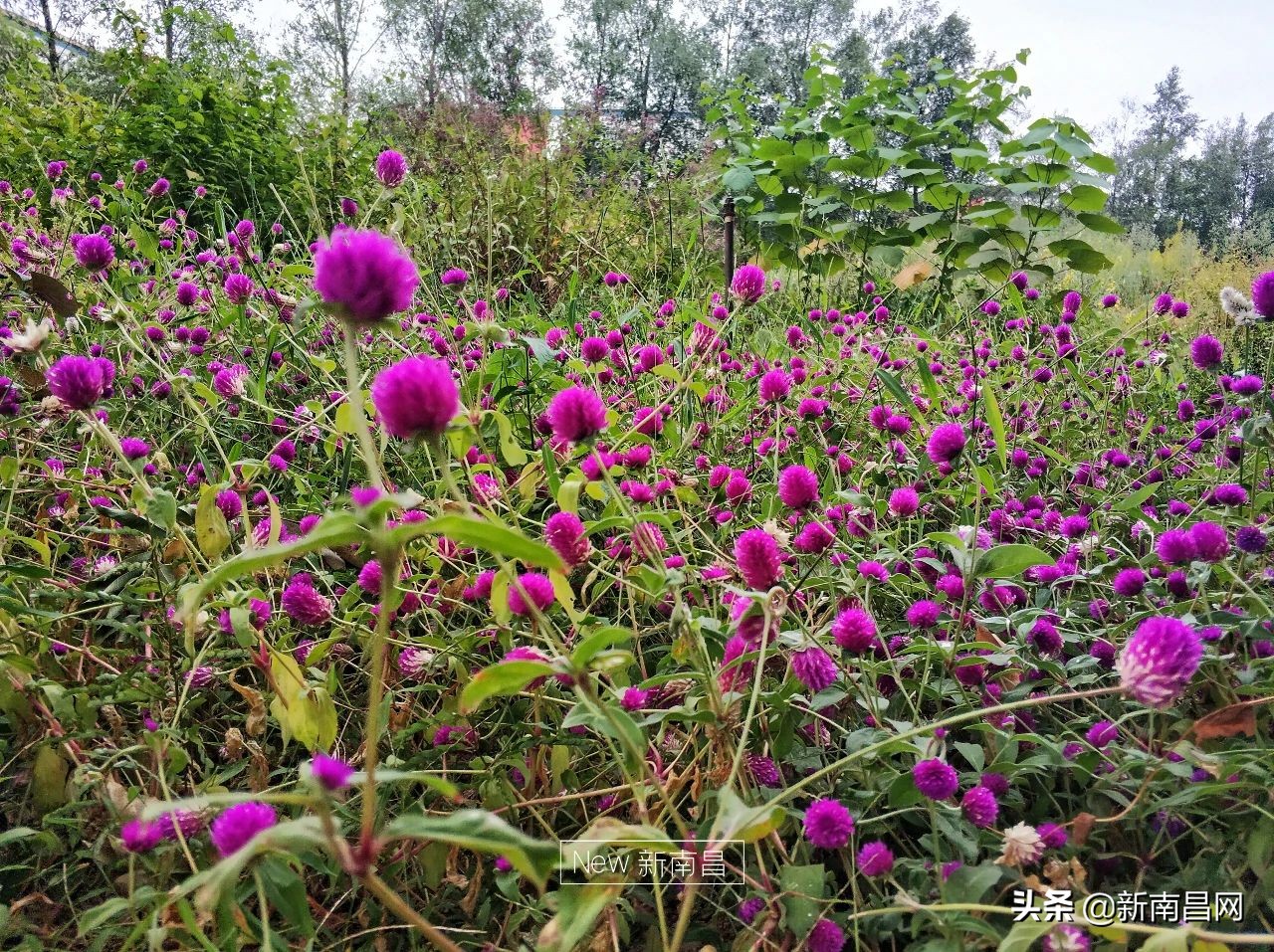 江西中医药大学回忆,现在的江西中医药大学